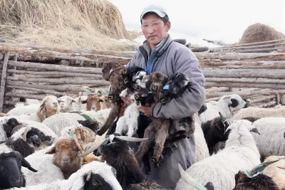 Сокращение поголовья скота в Монголии: статистика ушедшего года