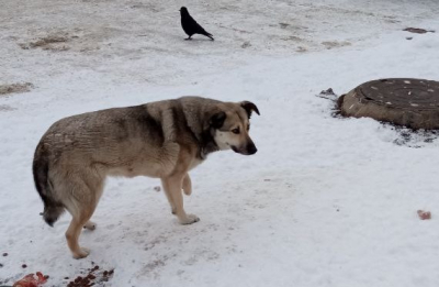 Денег не дадим, но вы и так выживаете неплохо: как чиновники Томска «борются» с проблемами